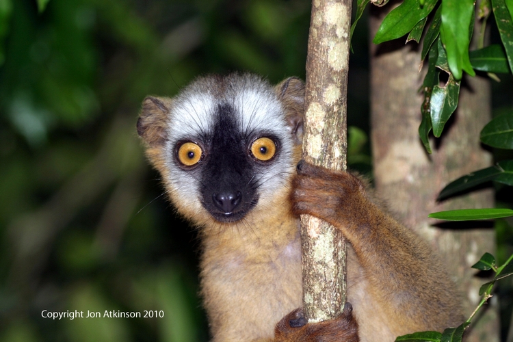 Red-Fronted Brown Lemur